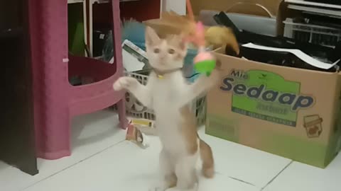 active cat learning to play
