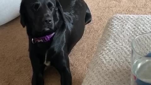 Tired doggy nearly falls asleep sitting up