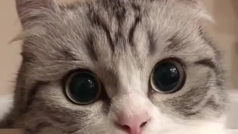 Those Cute Eyes