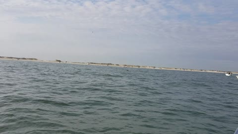 Whale seen off of Island Beach State Park (NJ)