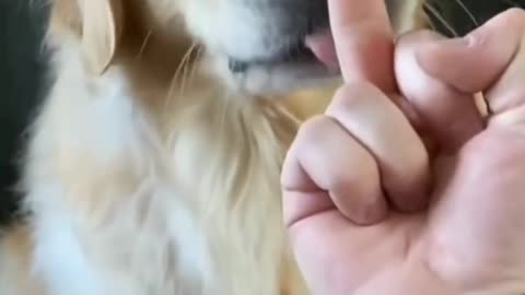 Putting Middle Finger in Front of your Dog