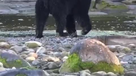 The bear is catching up with the fish