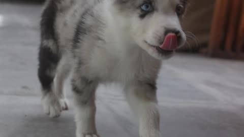 "Graceful Gaits: Majestic Grey and White Dog in Full Sprint 🐾🏃‍♂️"