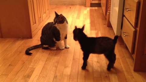 Baby Goat Tries to Head-butt Cat