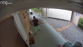 Great Dane Chases Delivery Man