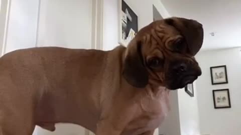 Dog Is Mind Blown At The Camera Watching Him