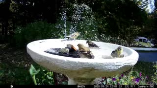 Goldfinches having a good time in the bird bath plus a few other birds