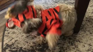 Tigger Tantrum