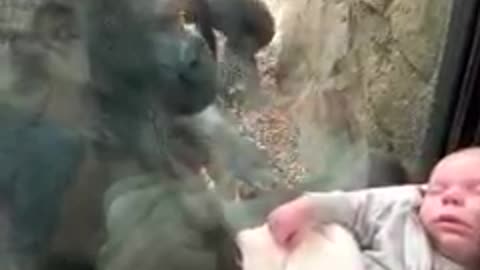 A sweet encounter of a mother gorilla to a cute little baby