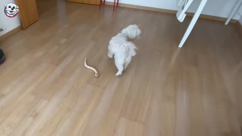 My Dog Reacts to a SNAKE!