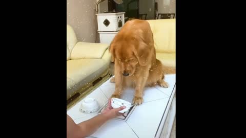 Smart Dog Video 2022