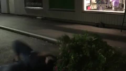 Guy jumping over bush and falls over