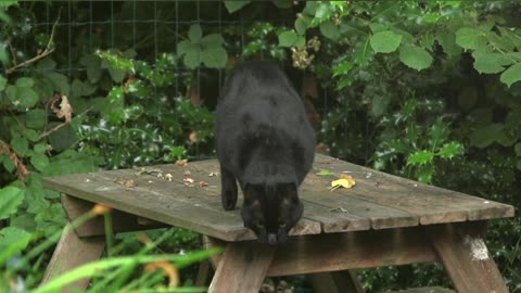 Black Cat Jumps Off Table