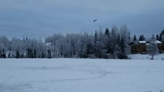 Bald Eagle watching us ice fishing