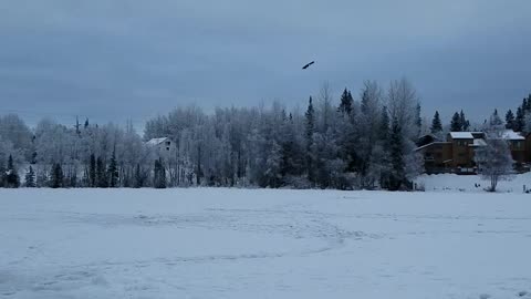 Bald Eagle watching us ice fishing