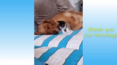 Cute Pets And Funny Animals Compilation0012