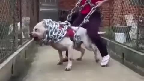 Pitbull monster in chain