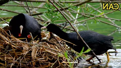 कूट पक्षी घोंसला झील जल पक्षी काले पंख !! गोल्डफिंच सॉन्ग बर्ड्स गार्डन बर्ड्स कलरफुल