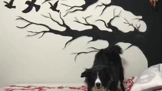 Crazy Border Collie