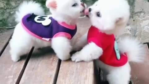 Cute Animals Moments 😘