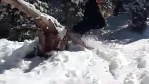 Guy snowboards over large tree stump and crashes