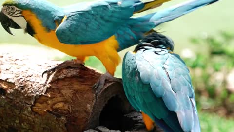 Macaws break the hard shell between their upper and lower beak.