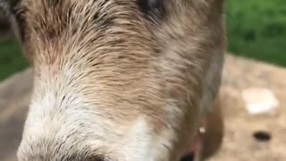 Goat eating clover