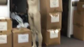 Kid tries to kick headless mannequin slips fails