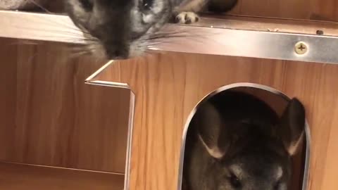 the Long-tailed Chinchilla in taipei, taiwan