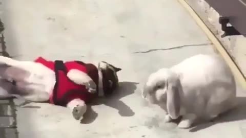 Puppy teasing rabbit