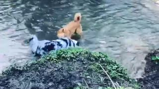 Dogs take time out to play in the water