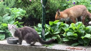 This Sweet Fox And Cat Share An Incredibly Rare Friendship