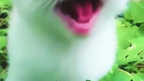 Cat Meowing🌹🐈🐈🌹_Cat Sound_ Cute Cat Videos 10m view