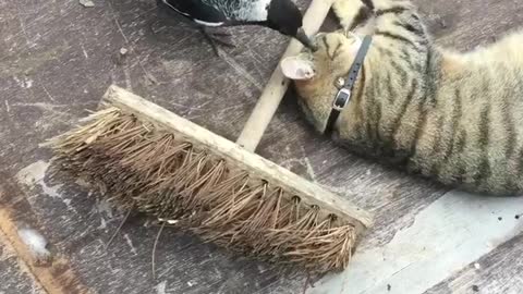 Cat and Bird Cuddle by a Broom