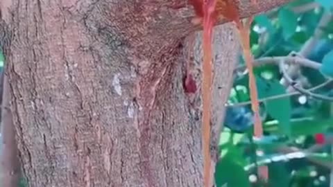 Blood coming out of a tree
