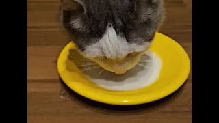 Mr. Rockythe Cat Gets Plate of Milk to Drink