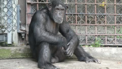 Chimps Acting Like Humans