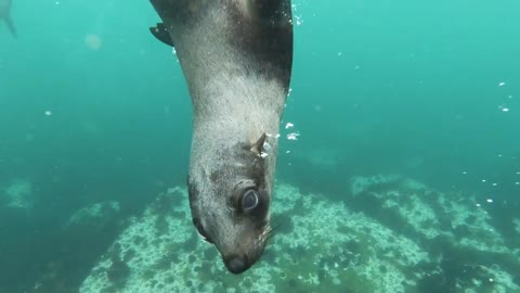 Cute sea Lion you will see today