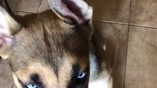 German shepherd dog eats peanut butter from owner