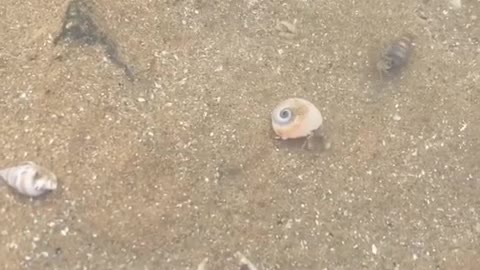 Video of my dog catching crabs at the beach