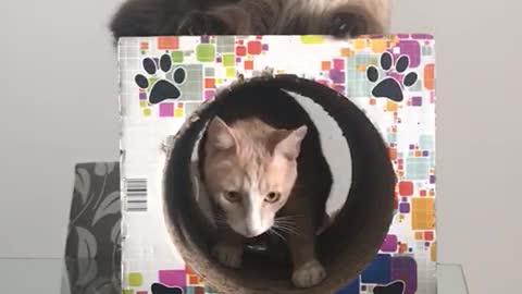 Two cats having fun in the tunnel