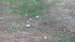 Black Bear Takes Off with Trash