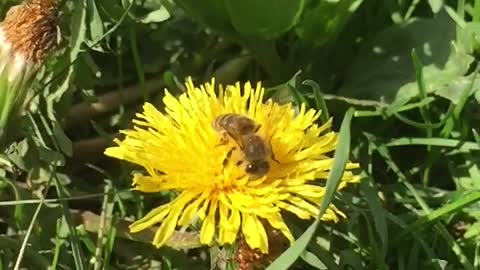 bee at work