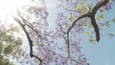 Low Angle View of Tree Branches