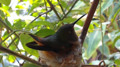 A Hummingbird Sits On Eggs In Her Nest