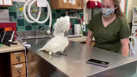 parrot is dancing when he is in the veterinary clinic