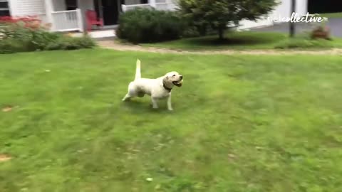 🐶🐶 Funny Dog Videos - 30 Min full of fun 🐶🐕🐕‍🦺