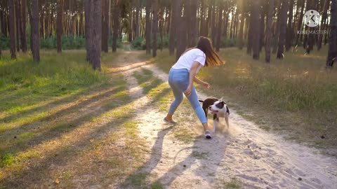 Belgian Shepherd Dog Training walls and trees video 2021