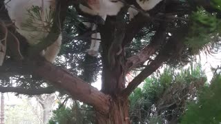 Cats in a Tree