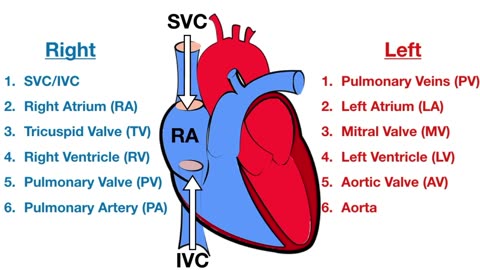 Blood Flow Through the Heart [Made Easy] - Cardiac Circulation Animation